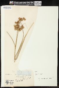 Juncus nodosus image