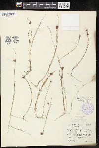 Juncus nodosus image