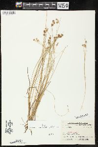 Juncus nodosus image