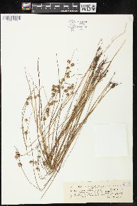 Juncus nodosus image