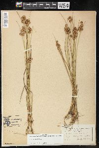 Juncus nodosus image