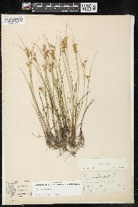 Juncus nodosus image