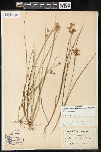 Juncus nodosus image