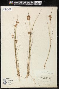 Juncus nodosus image