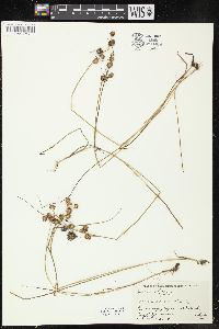 Juncus nodosus image