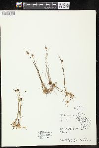 Juncus nodosus image