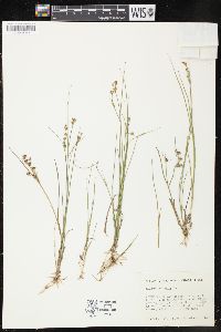 Juncus nodosus image