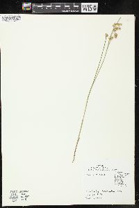 Juncus nodosus image