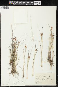 Juncus nodosus image