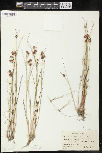 Juncus nodosus image