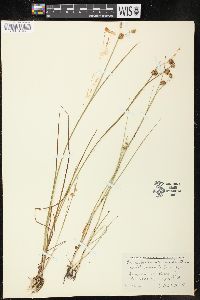 Juncus nodosus image