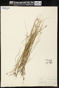 Juncus nodosus image