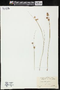 Juncus nodosus image