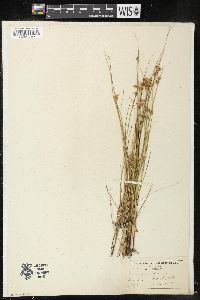 Juncus nodosus image