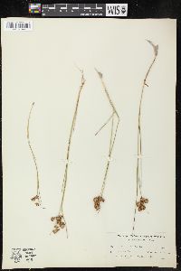 Juncus nodosus image