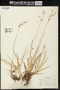 Juncus orthophyllus image