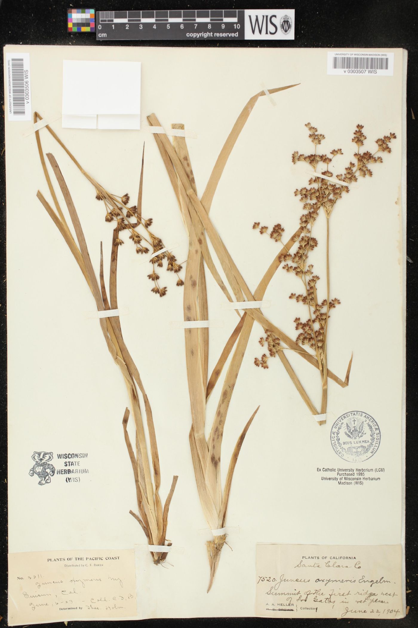 Juncus oxymeris image