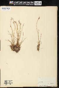 Juncus parryi image