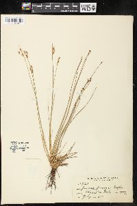 Juncus parryi image