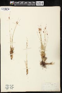 Juncus parryi image