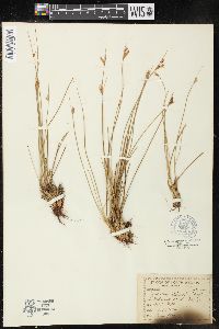 Juncus parryi image