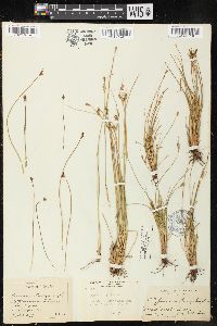 Juncus parryi image