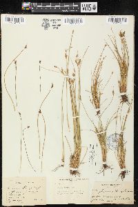 Juncus parryi image