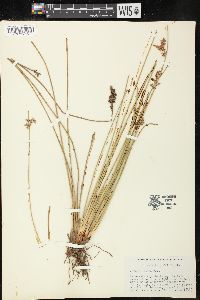 Juncus patens image