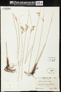 Juncus patens image