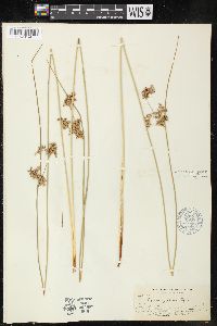 Juncus patens image