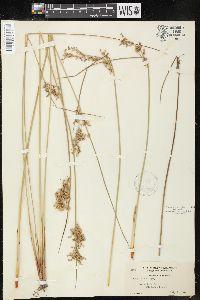 Juncus patens image