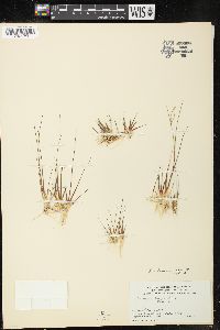 Juncus pelocarpus image