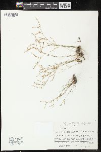 Juncus pelocarpus image