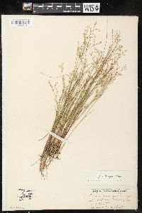 Juncus pelocarpus image