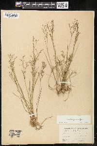 Juncus pelocarpus image