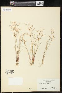 Juncus pelocarpus image