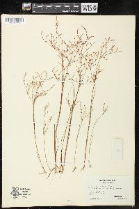 Juncus pelocarpus image