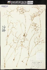 Juncus pelocarpus image