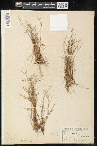 Juncus pelocarpus image