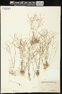 Juncus pelocarpus image