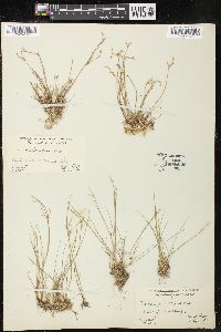 Juncus pelocarpus image