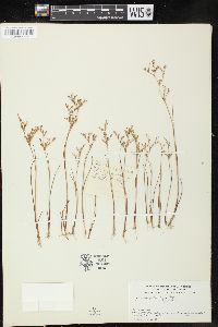 Juncus pelocarpus image