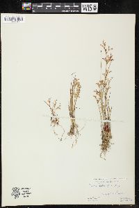 Juncus pelocarpus image