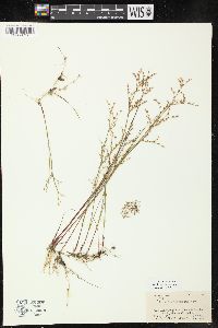 Juncus pelocarpus image