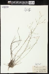 Juncus pelocarpus image