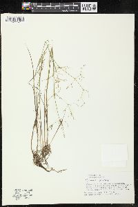 Juncus pelocarpus image