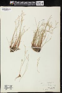 Juncus pelocarpus image