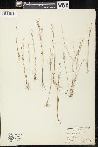 Juncus pelocarpus image