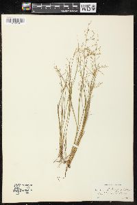 Juncus pelocarpus image