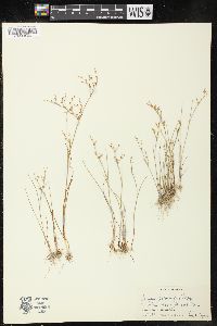 Juncus pelocarpus image